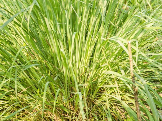 Sauna Essence 5L LEMONGRASS - GAIA SPA