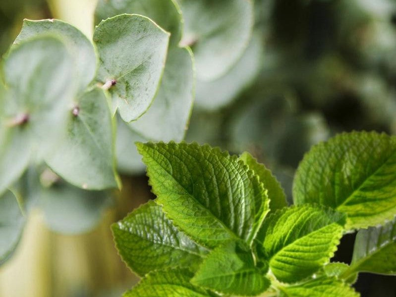 Sauna Essence 1L COOL EUCALYPTUS & MINT - GAIA SPA