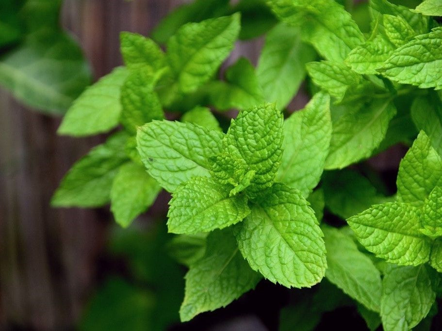 Sauna Essence 5L NEPALI MINT - GAIA SPA