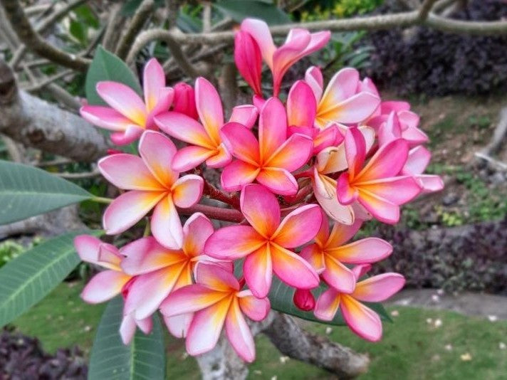 Sauna essence 1L FRANGIPANI - magical flower from BALI - GAIA SPA
