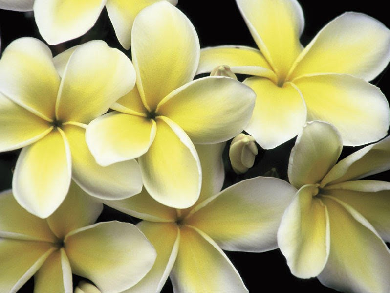 Sauna essence 5L TAHITIAN TIARÉ FLOWERS - GAIA SPA