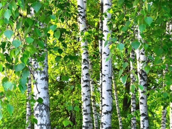 Sauna essence 1L SWEET BIRCH - GAIA SPA