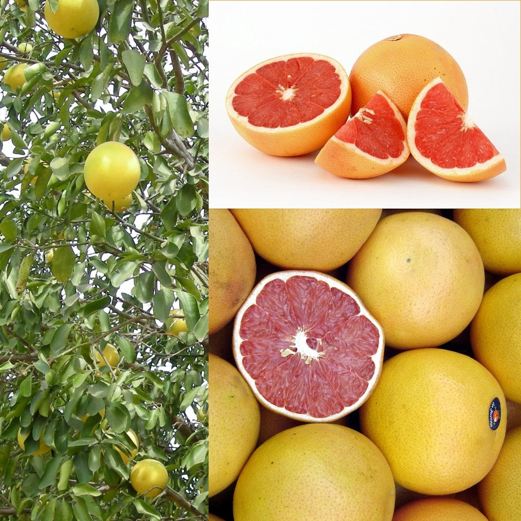 Sauna essence 5L GRAPEFRUIT - GAIA SPA
