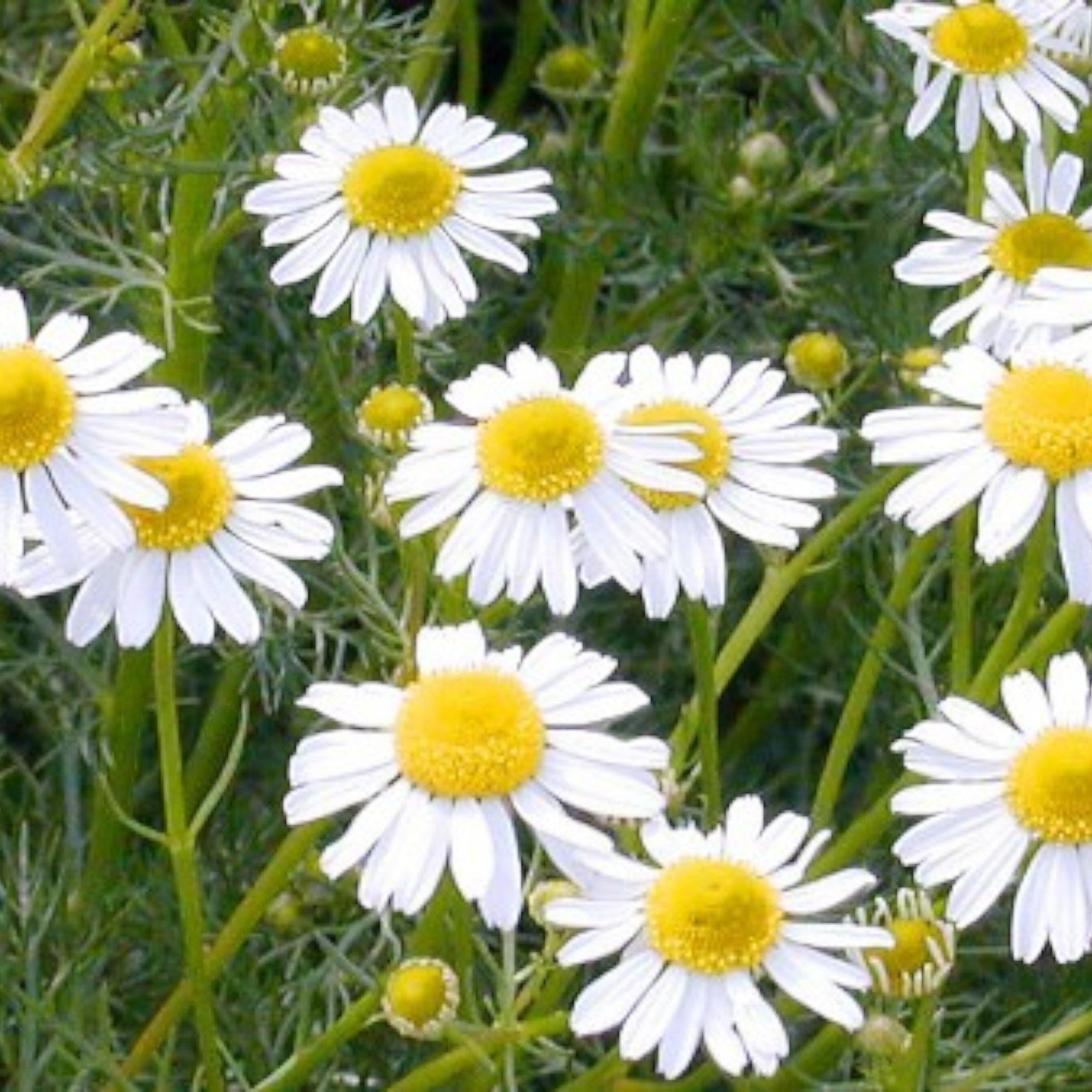 Sauna Essence 5L CHAMOMILE - GAIA SPA