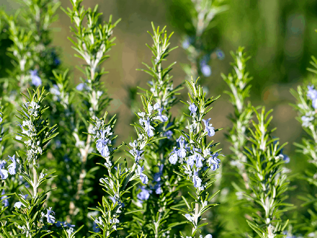 Sauna Essence 5L ROSEMARY - GAIA SPA